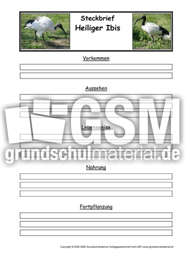 Steckbriefvorlage-Heiliger-Ibis.pdf